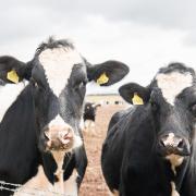 Gisburn dairy heifers Ref:RH060323130