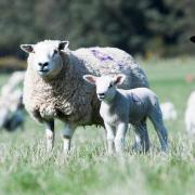 Sheep worrying the most common rural crime in the UK according to new NSA survey