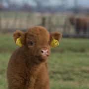 Calf scheme rules are changing