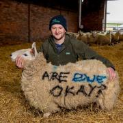 Fife farmer Ally Brunton, vice-chair of SAYFC, is pictured here with his #AreEweOK? lambing shed artwork.