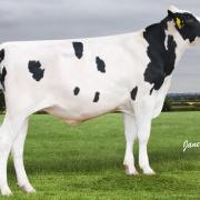 The new No.1 genomic young sire, DG Peace