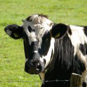 Vaccination may reduce the spread of TB in dairy herds but 89%, according to research (image credits: Pixabay)