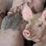 Pig market shows early signs of season uplift Ref:RH070720139