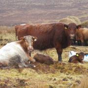 Heartwarming Spring Calving Moment: Shorthorns Welcome New Life Near Tomintoul
