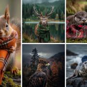Iconic red squirrel, deer, eagle, otter, and seal don Scottish tartan