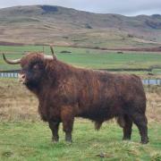 Meet Laorin of Glengorm, our 9-year-old stock bull