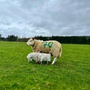 Scottish sheep farmers are struggling throughout the country with the bad weather