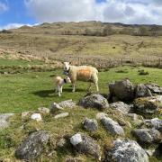 Ewe and lamb with trial collars on