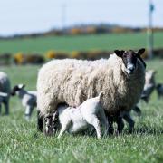 Why creep feed lambs this spring? Discover the benefits