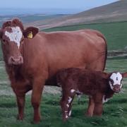 Will this Westray cow hit the the right calving interval to get a calf scheme payment in the future?