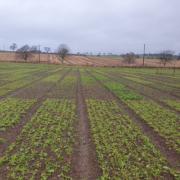 Fifteen cover crops sow in fully replicated plot trial