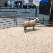 Texel ewes topped the Quoybrae sale at £225