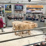 Action from the sale ring at CCM's April livestock collective sale. Credit CCM Auctions