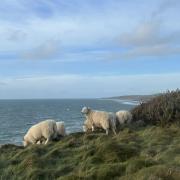 Cliffside sheep captured near Killantringan Lighthouse