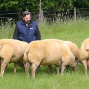 Jonathan and Carroll Barber have sold off their entire Crogham Charollais flock in a private deal