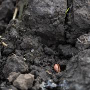 Slug damage, grain hollowing in a cloddy seedbed in a winter barley crop