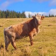 Impatient shorthorn poses for Debbie's perfect snap in Banffshire