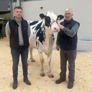 Graham Kirby's reserve champion, Richaven Chief Adeen topped the sale at 4900gns, pictured with the judge Neil Sloan