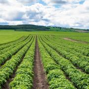 New report demonstrates the economic importance of the Scottish seed potato sector