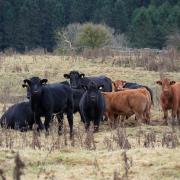 Current high liver fluke risk may pre-dispose cattle to black disease