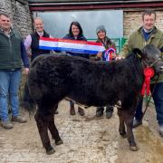 Champion from Low Bank House sold for £1850 pictured from left to right with Aaron Kirby of Eden Farm Supplies; Ruth Cranston of Tethera Vets; Catherine Raine of I’Ansons, consignor Gillian Sedgley and the judge, Michael Wynne