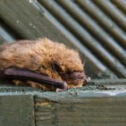 Bats are described as an 'indicator species' for biodiversity