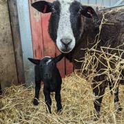 Zwarbtle mum with Cheviot Cross lamb