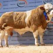 Grangewood New Hope topped the sale at 7200gns for AS and YA Leedham Photography by: catherine macgregor