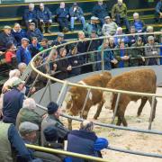 Craig Wilson Auction at Ayr so a busy ringside of people for the Store sale on Tuesday  Ref:RH12116431..