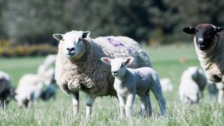 Sheep worrying the most common rural crime in the UK according to new NSA survey