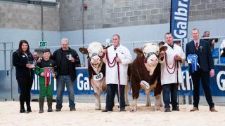 Overhill House Neil from Richard McCulloch took the Simmental champion at last year's May Sales with Delfur Marvel from Delfur Farms taking reserve.