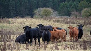 Current high liver fluke risk may pre-dispose cattle to black disease