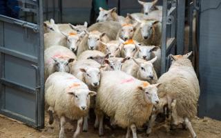 Old season lambs continue to hit new highs