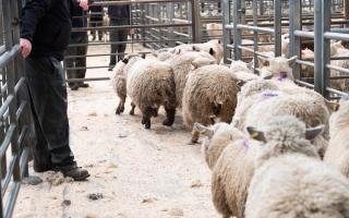 Prime old season lamb continue to sell at prices £1 per kg more than last year