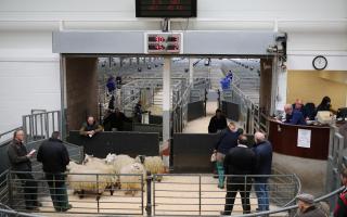New season lambs took the top spot selling to 605p per kg at Carlisle. While Scotland saw hogg trade cool down with averages below 400p.