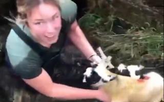 Marian Porter saves Mule Ewe Lambs