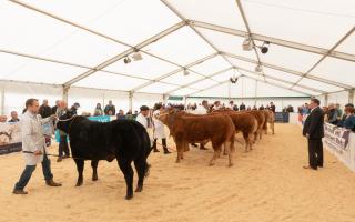 Beef Expo will take place at North West Auctions, J36 on April 27