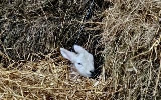 Calm in the storm: Cheviot lamb at Watten Farm, Caithness