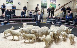 Ewes with lambs at foot are selling at increased rates as flockmasters look to replenish numbers
