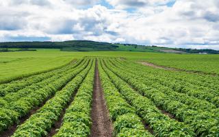 New report demonstrates the economic importance of the Scottish seed potato sector