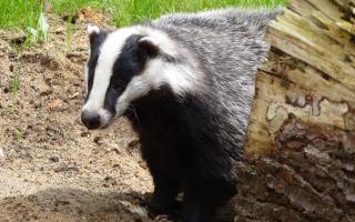 The latest on the badger culling consultation in England