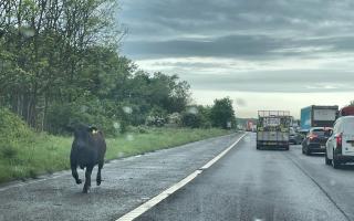 A cow spotted on the A1 this morning near Durham.