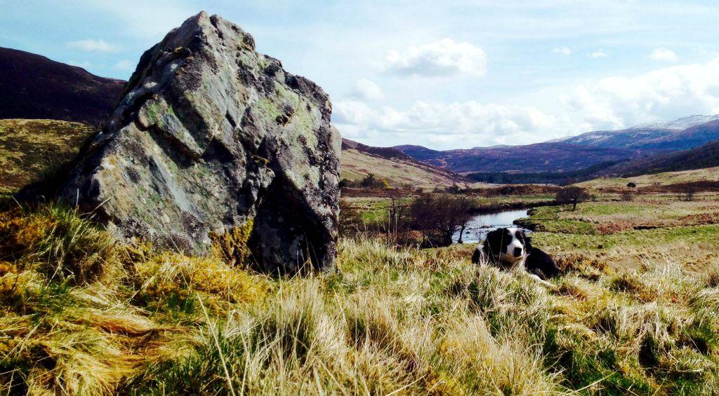12/12/15 - Photo sent in by Sarah Jane Ross, her collie Jess, taken at Croick Estate, Sutherland. Having a wee rest after taking ewes off the hill. 
Sarah Jane's  Grandfather George Ross, completed his first lambing at Croick aged 14. He turns 90 this De