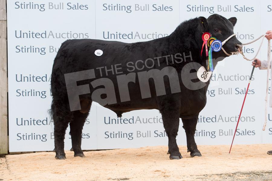 Reserve Intermediate Champion Eastfield Jockey from TH Brewis sold for 13,000gns. Ref: RH5217270