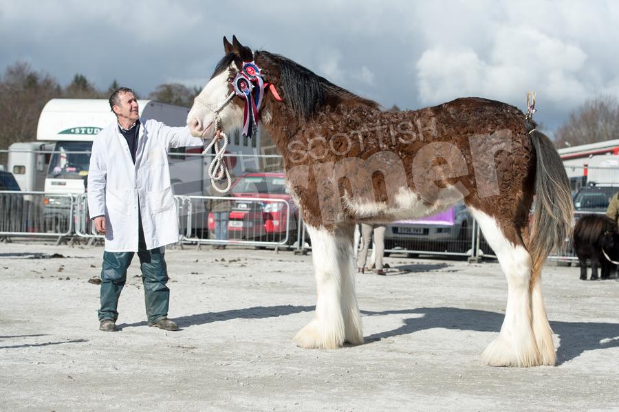 Tulloes Blossom from Jim Green stood Clydesdale champion and best bred by exhibitor. Ref: RH13171044
