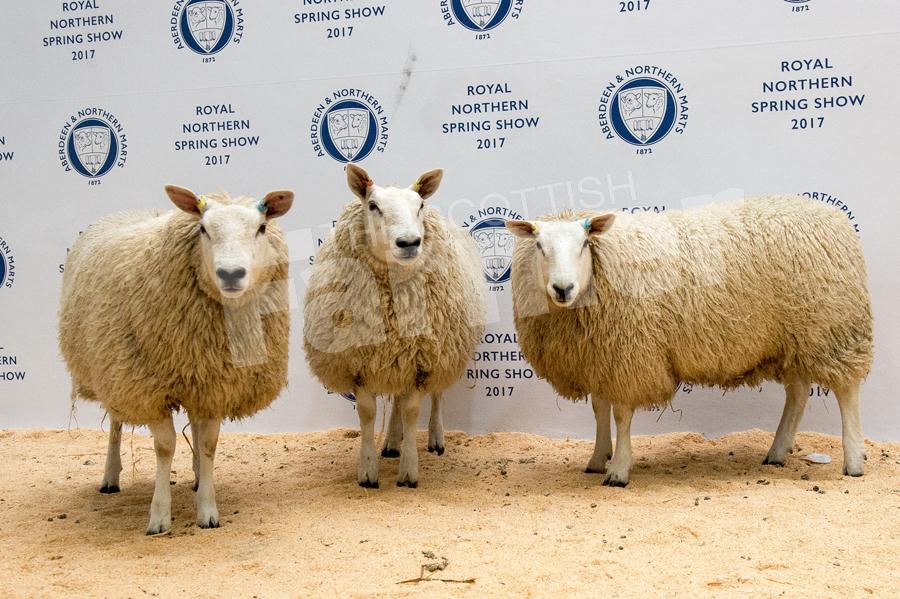 Breeding Sheep champion were the Texel X hoggs from Kenneth Sutherland. Ref: RH13171054