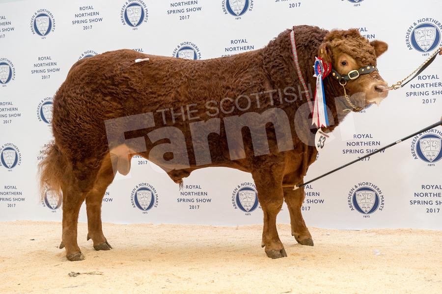 Champion Limousin Westpit Lampard from Jim and Andrew Gammie sold for 7000gns. Ref: RH13171005