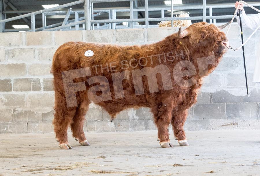 Glengorm Bull Angus Ruadh, topped the sale at 8000gns. Ref: RH13217575