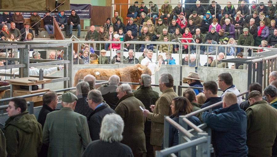 Angus McColl leading the Glengorm Bull Angus Ruadh round the ring at Oban the final sale price was 8000gns. Ref: RH13217568