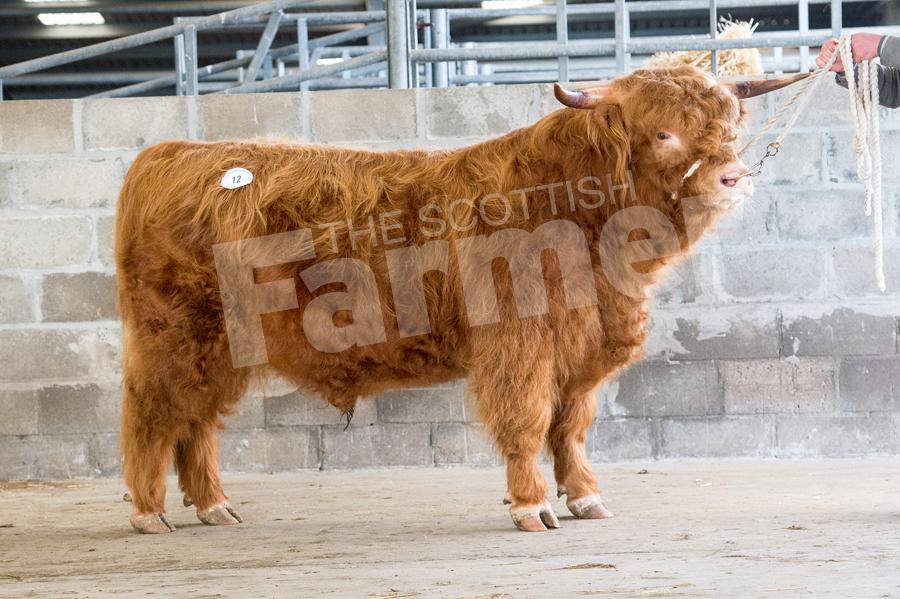 Glengorm bull Archie Sauce sold for 5200gns. Ref: RH13217576